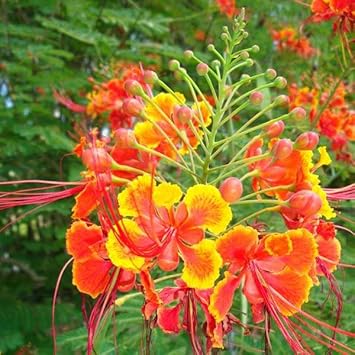 Caesalpinia Pulcherrima Flower Seeds Heirloom Non GMO Planting - 100 for planting in home garden